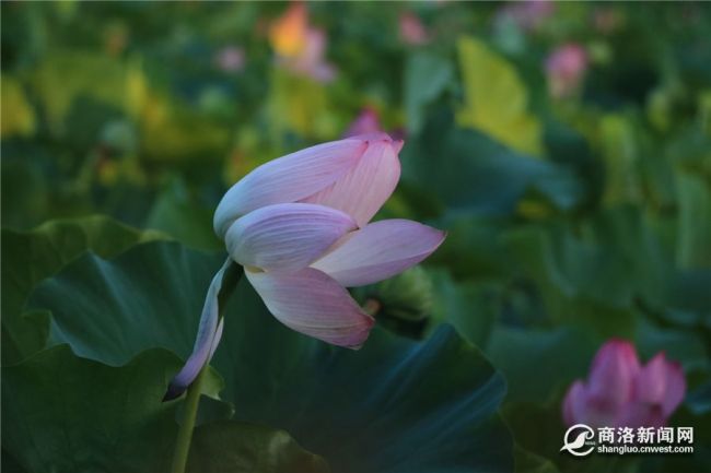 荷花1
