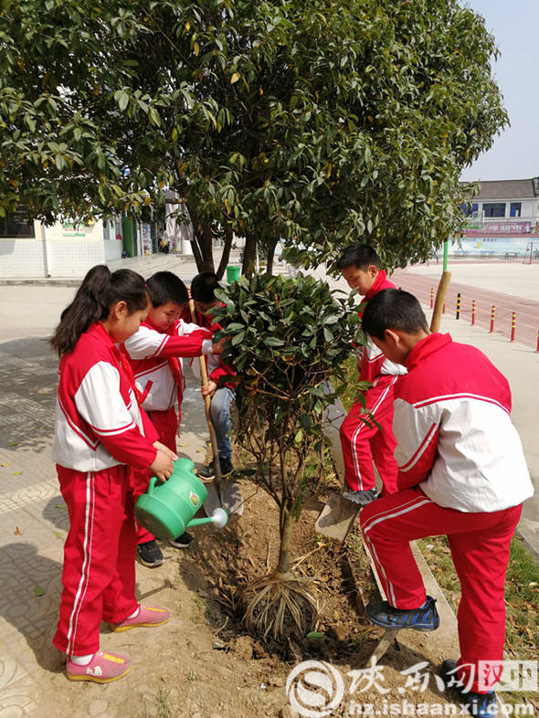 高年级学生会积极参加植树护绿活动