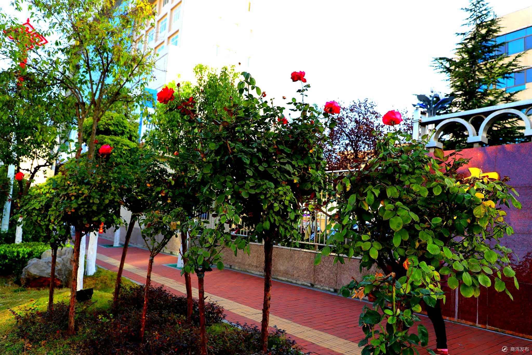 街路绽放的月季花.jpg