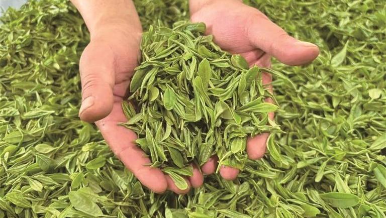 鲜茶清香绕秦岭